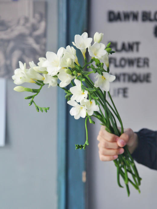 小苍兰【愿许一人以偏爱，尽此生之慷慨】简小姐精选 祖玛珑同款香气  纯洁无邪 小苍兰/香雪兰1束 下单48小时发货 商品图3