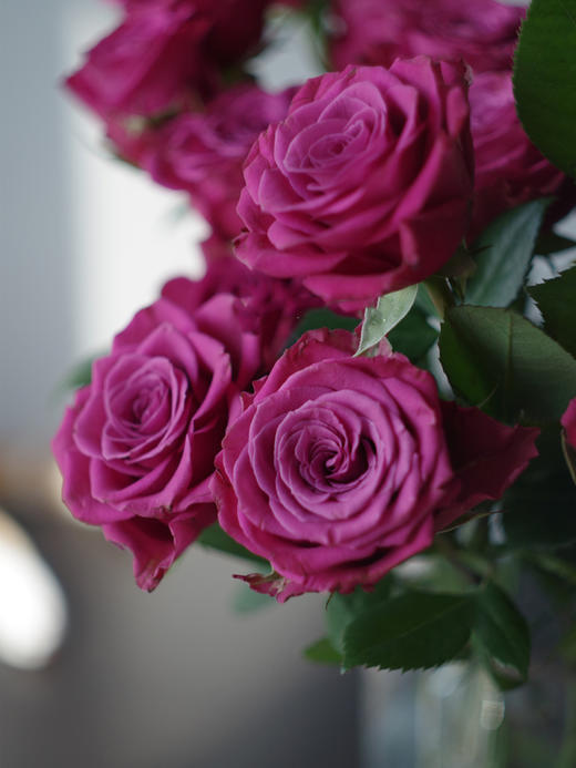 蓝莓多头玫瑰【我们相爱一生，一生还是太短】简小姐精选 复古浓郁气质紫红色多头玫瑰 蓝莓 10枝 2束包邮 下单5天内发货 商品图9