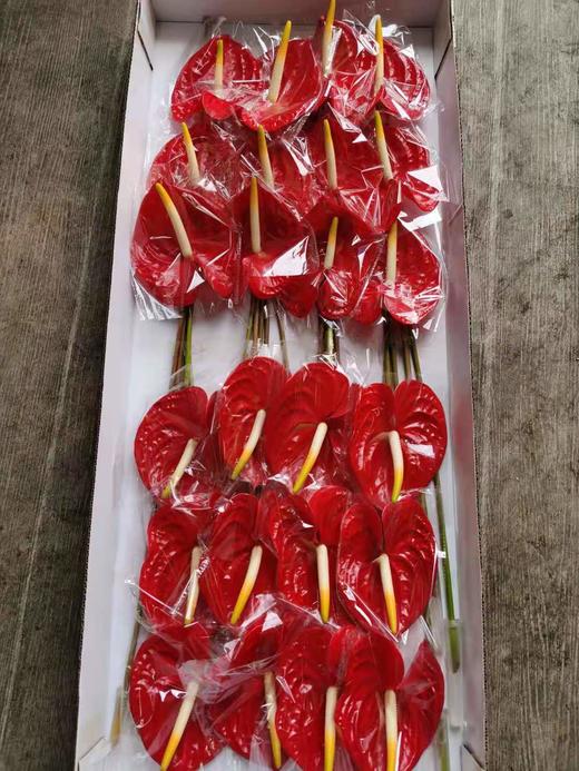 【海南红掌】热情 多规格  单枝 商品图3