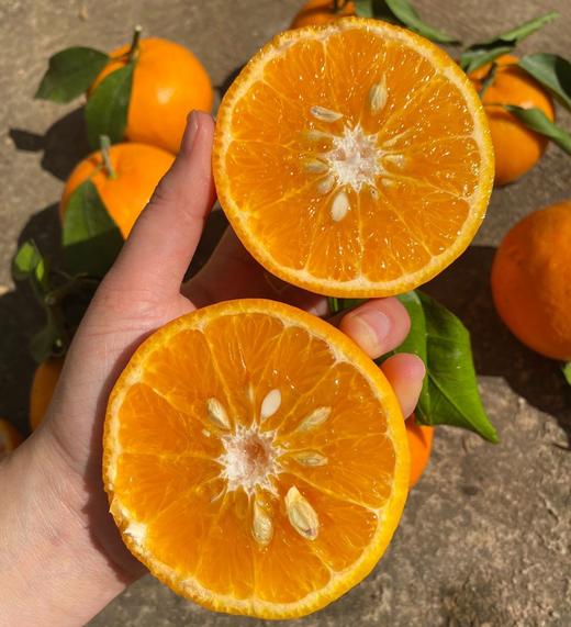 云南沃柑 商品图2