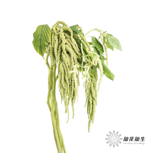 配花 | 吊米绿色 商品图1