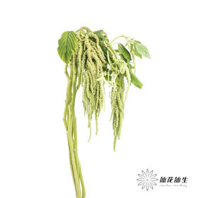 配花 | 吊米绿色