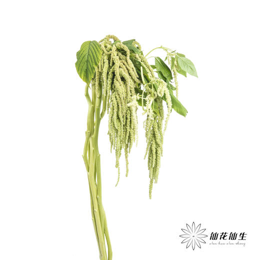 配花 | 吊米绿色 商品图0