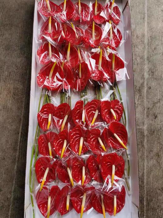 【海南红掌】热情 多规格  单枝 商品图6