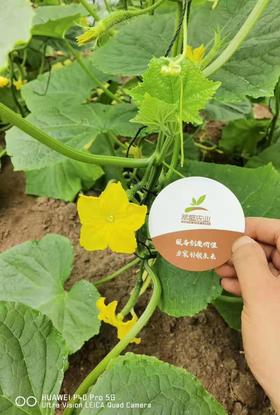 果菜如何不断茬