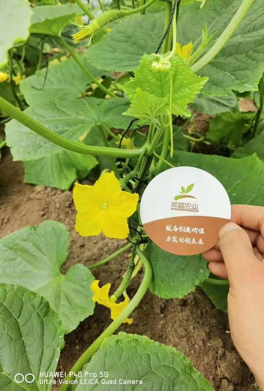 果菜如何不断茬 商品图0