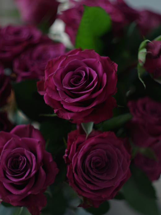 蓝莓多头玫瑰【我们相爱一生，一生还是太短】简小姐精选 复古浓郁气质紫红色多头玫瑰 蓝莓 10枝 2束包邮 下单5天内发货 商品图6