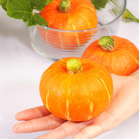 [专业种子] “金星”南瓜种子