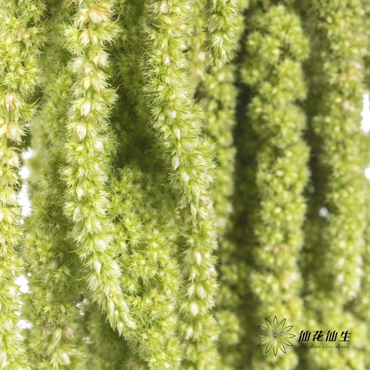 配花 | 吊米绿色 商品图2