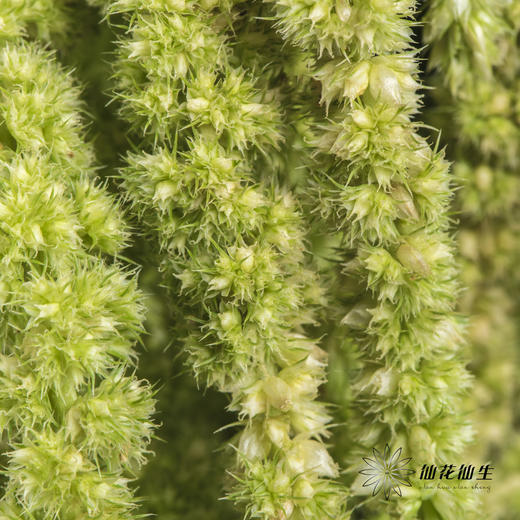 配花 | 吊米绿色 商品图3