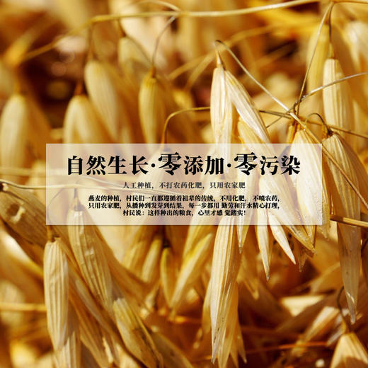 高山原农家自产燕麦米 | 山人优选，自然生长，0添加，0污染， 颗粒饱满，绵软润滑 商品图1