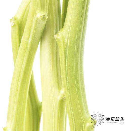 配花 | 吊米绿色 商品图5