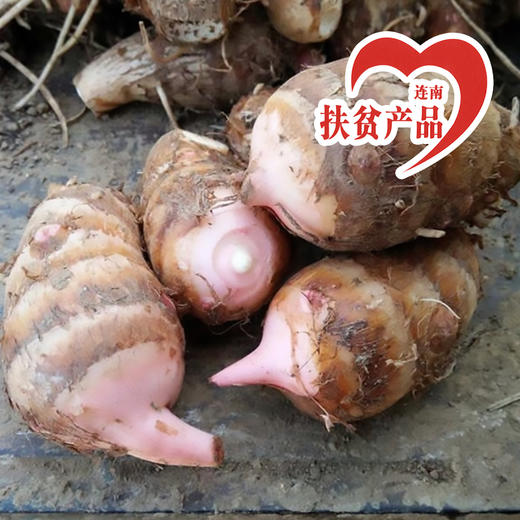 广东连南瑶乡红芽芋头5斤 商品图0