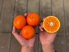 【年货必备】广西纯甜沃柑，饱满鲜嫩的肉质果味浓郁，纯甜化渣征服你的味蕾。 商品缩略图1