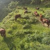 生态甘肃黄牛肉 | 公平贸易 商品缩略图6