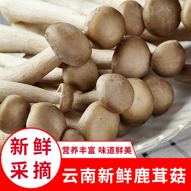 鹿茸菇新鲜云南菌菇鲜鹿茸菌蘑菇食用菌煲汤食材菇类菌子菌类500g