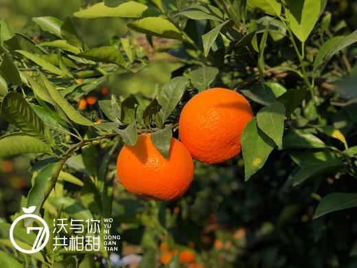 【年货必备】广西纯甜沃柑，饱满鲜嫩的肉质果味浓郁，纯甜化渣征服你的味蕾。 商品图2