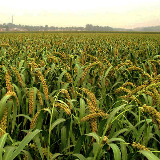 静若山红谷小米 | 山人优选，刚脱壳的农家新小米，颗粒饱满，油脂丰富，现磨现发，鲜香营养 商品图7