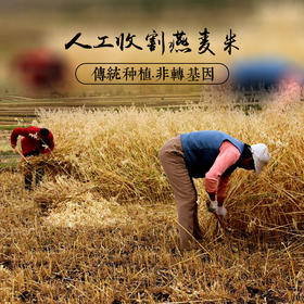 高山原农家自产燕麦米 | 山人优选，自然生长，0添加，0污染， 颗粒饱满，绵软润滑