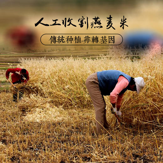 高山原农家自产燕麦米 | 山人优选，自然生长，0添加，0污染， 颗粒饱满，绵软润滑 商品图0