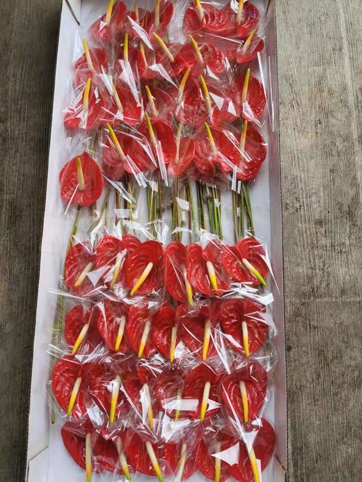 【海南红掌】热情 多规格  单枝 商品图7