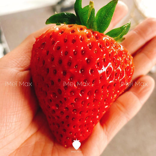 5天内发货 | iMeiMax 黑金轻奢版 丹东草莓 20颗/盒 个重≥40克 草莓界的roseonly[福利品] 商品图3