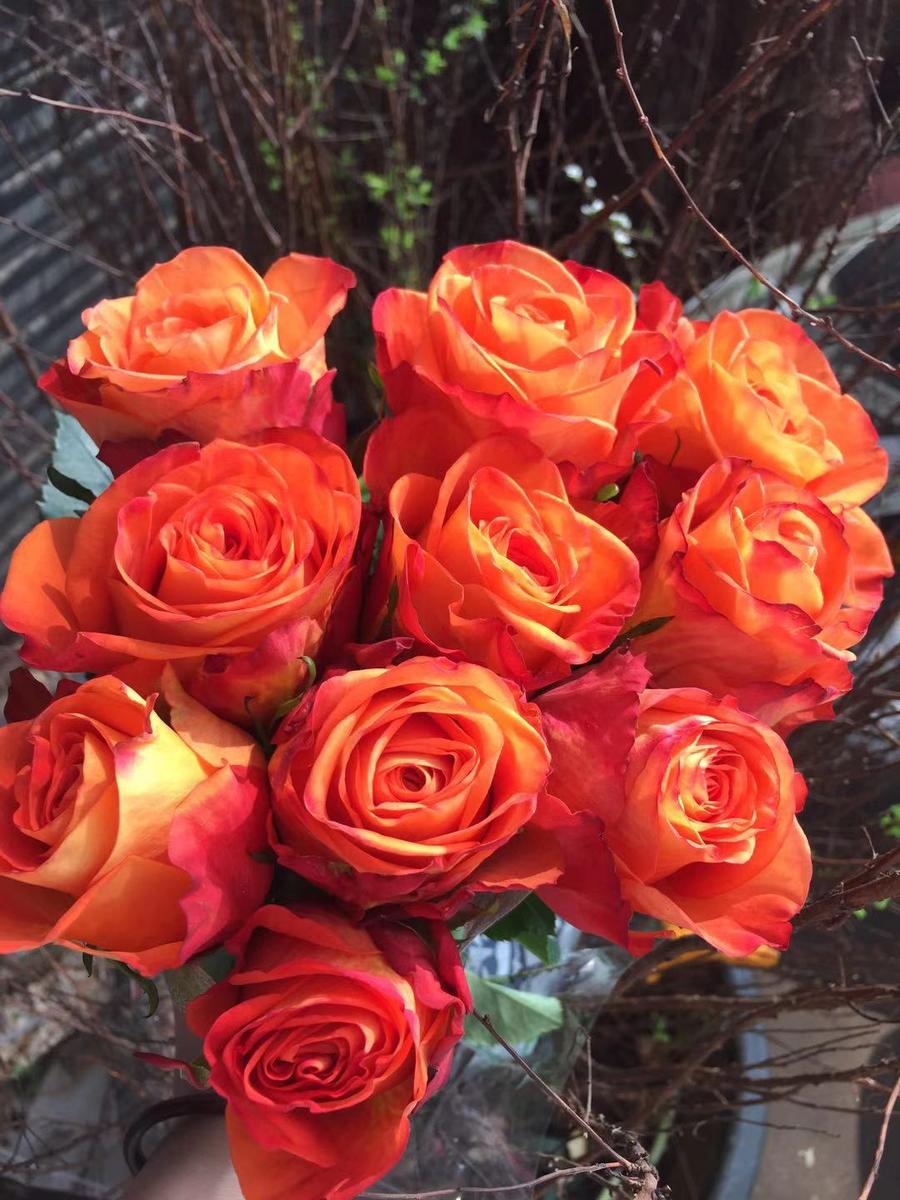 【年终福利】林奇玫瑰,老约翰,单头,约40公分,10支/扎,多款可选