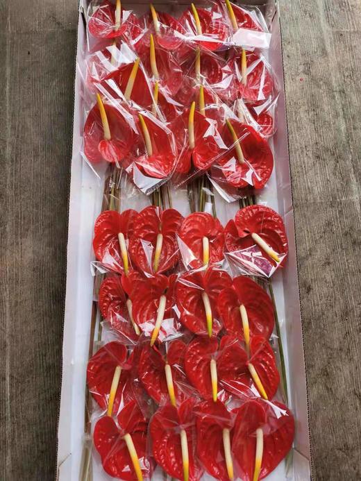 【海南红掌】热情 多规格  单枝 商品图5