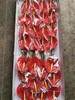 【海南红掌】热情 多规格  单枝 商品缩略图4