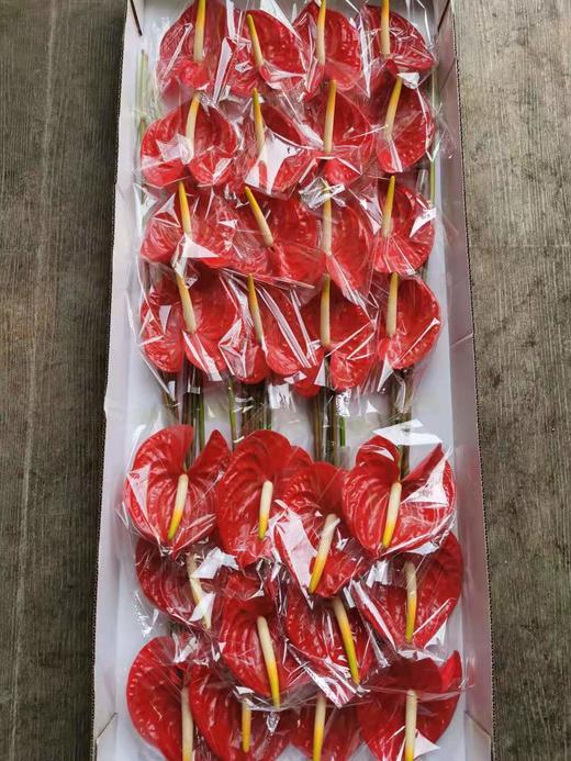 【海南红掌】热情 多规格  单枝 商品图4