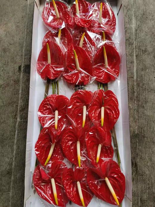 【海南红掌】热情 多规格  单枝 商品图2