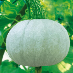 [专业种子] “银世界”南瓜种子
