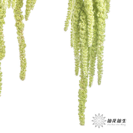 配花 | 吊米绿色 商品图4