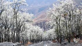 3月14日【金川A线】丹巴梨花•嘉阳小火车油菜花•塔公草原八天