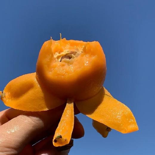 攀枝花高山米易五星枇杷 商品图0