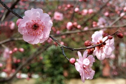 2.22南京梅花山&雨花台、湖州“小众”双林古镇&“央视推荐”东方梅园、杭州灵峰探梅6天摄影团 商品图2