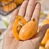 攀枝花高山米易五星枇杷 商品缩略图5
