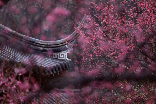 2.22南京梅花山&雨花台、湖州“小众”双林古镇&“央视推荐”东方梅园、杭州灵峰探梅6天摄影团