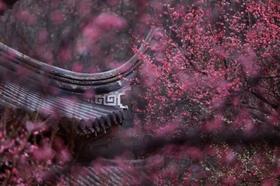 2.22南京梅花山&雨花台、湖州“小众”双林古镇&“央视推荐”东方梅园、杭州灵峰探梅6天摄影团