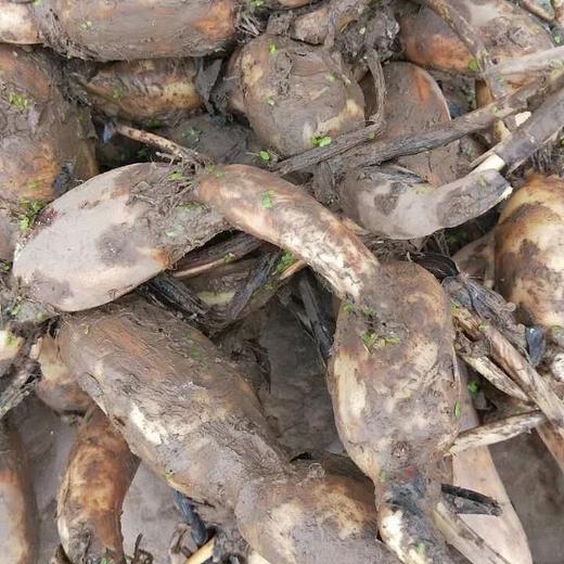 生态鲜莲藕 清香甜糯 煲汤、清炒、凉拌皆宜 ~~永继农场 商品图5