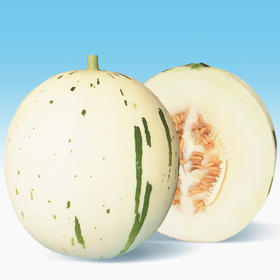 [专业种子] “白露”光皮甜瓜种子