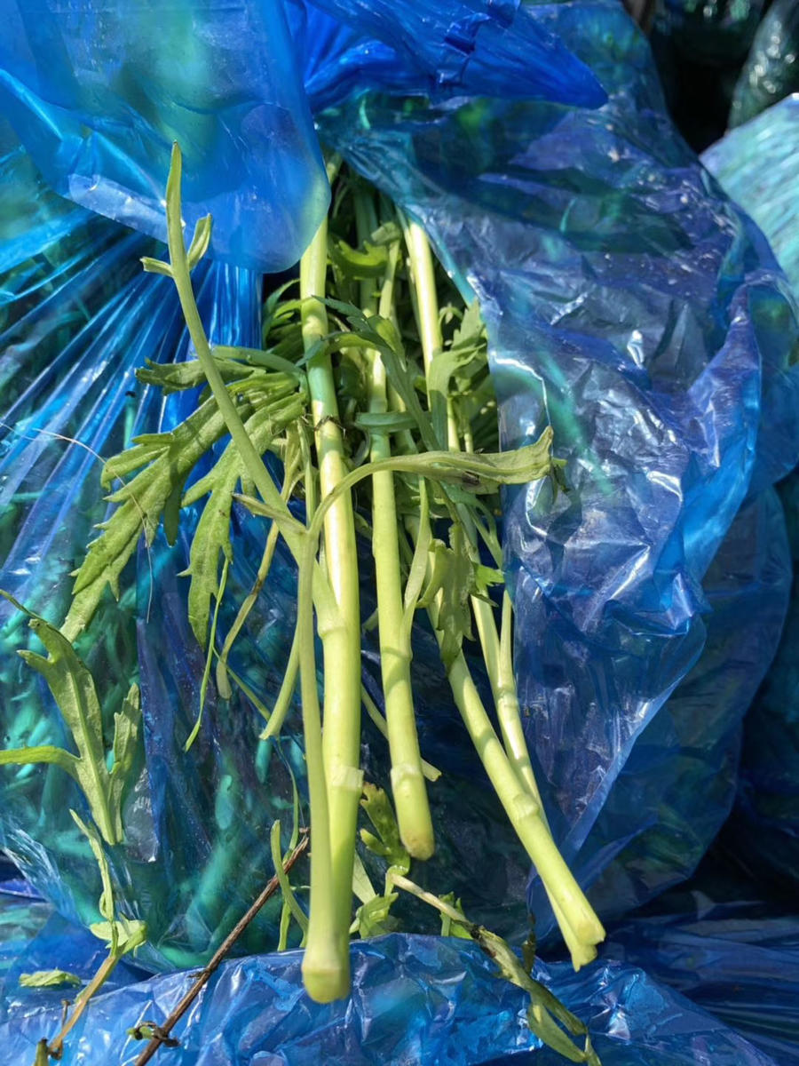 周三到货:【产地直销】新鲜芦蒿苔(毛菜),22.8元/5斤