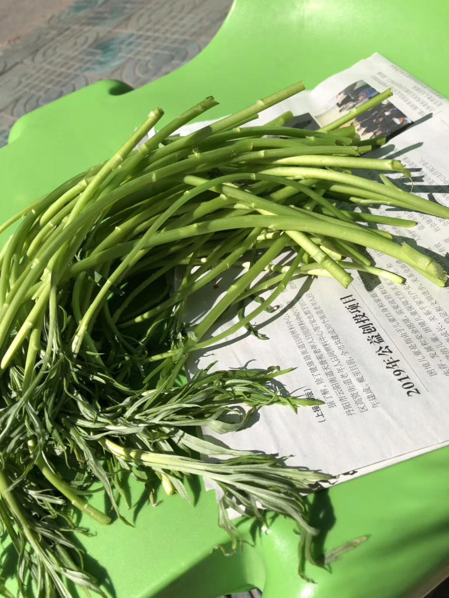 周三到货:【产地直销】新鲜芦蒿苔(毛菜),22.8元/5斤