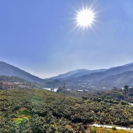 攀枝花高山米易五星枇杷 商品图11