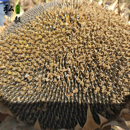 【弘毅六不用生态农场】六不用 生瓜子 250克/份 商品图2