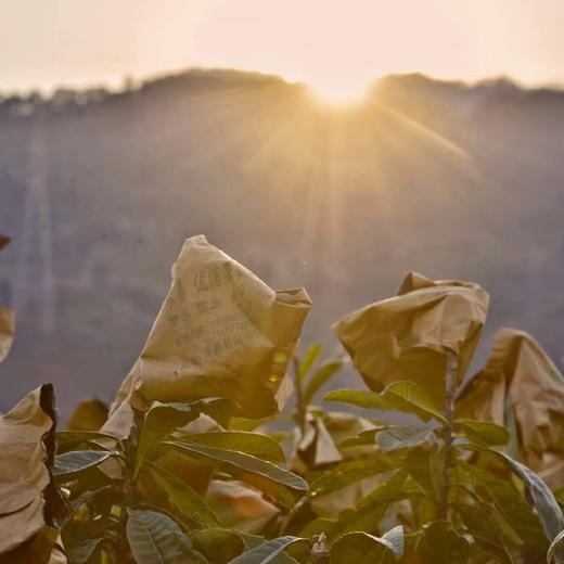 攀枝花高山米易五星枇杷 商品图9