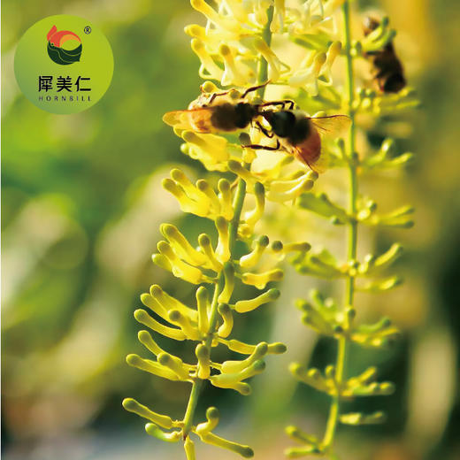 云南迪思坚果花蜜(500g) 商品图1