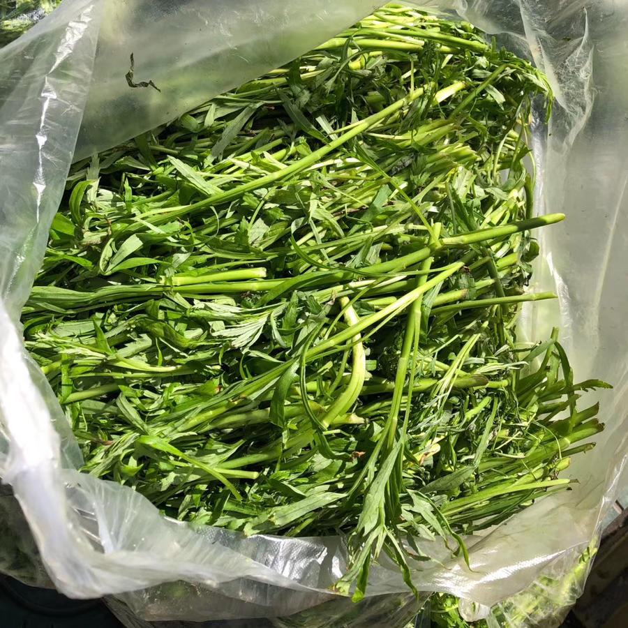 周三到货:【产地直销】新鲜芦蒿苔(毛菜),22.8元/5斤