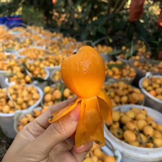 攀枝花高山米易五星枇杷 商品图4