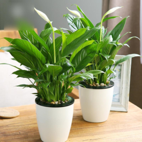 惊叹植物的“变化”，扶阳茶还可以这样用……